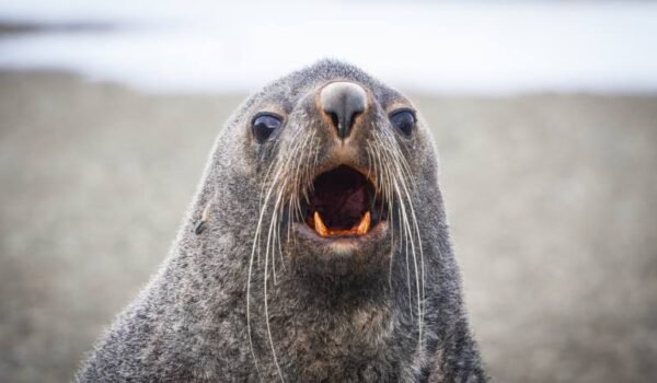 Photos-of-Antarctic-Wildlife-02