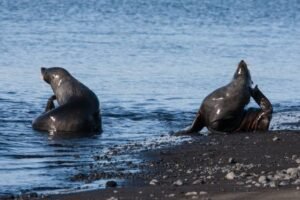 Photos-of-Antarctic-Wildlife-03 Photos-of-Antarctic-Wildlife-03