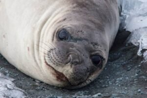 Photos-of-Antarctic-Wildlife-10 Photos-of-Antarctic-Wildlife-10